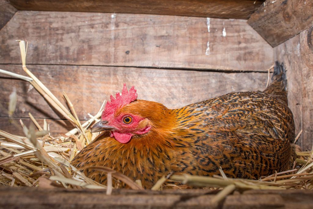 nesting-chicken-box_3-1024x684.jpg